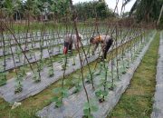Mendukung Ketahanan Pangan, Bhabinkamtibmas Beri Motivasi Warga di Aceh Tamiang