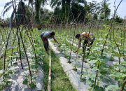 Bhabinkamtibmas Polsek Manyak Payed Dukung Program Ketahanan Pangan di Desa Matang Ara Aceh