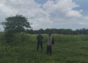 Bhabinkamtibmas Polsek Langsa Barat Cek Perkembangan Lahan Jagung Pilot Project