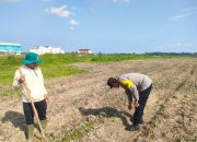 Bhabinkamtibmas Polsek Langsa Timur Sambangi Pekebun, Dukung Ketahanan Pangan