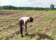 Bhabinkamtibmas Polsek Manyak Payed Cek dan Awasi Program Tanaman Jagung di Desa Benteng Anyar