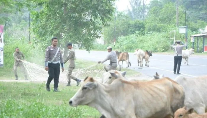 Satpol PP Tertibkan Hewan Ternak yang Berkeliaran di Aceh, Pemilik Dikenakan Denda