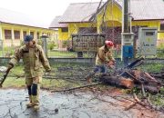 Hujan dan Angin Kencang, Pohon Tumbang Buat Aliran Listrik di LhokngaTerputus