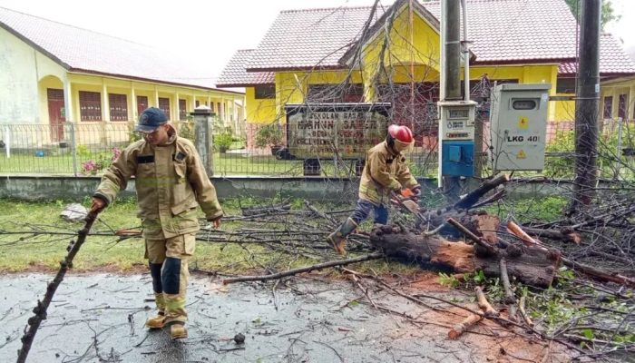 Hujan dan Angin Kencang, Pohon Tumbang Buat Aliran Listrik di LhokngaTerputus