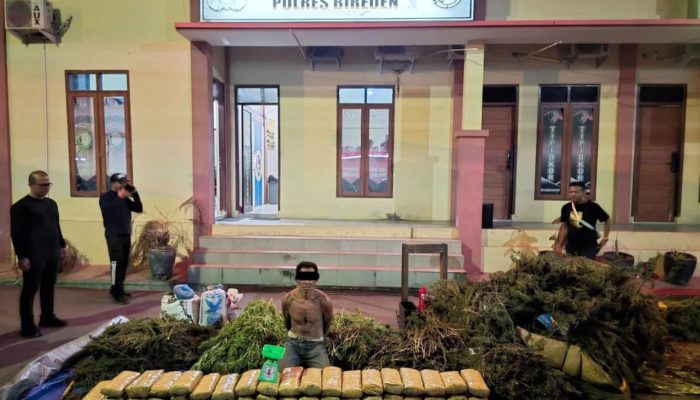 Jejak Hijau di Bukit Bireuen dan Nasib Petani Tua yang Terseret Ladang Ganja